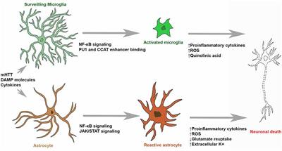 The Role of Microglia and Astrocytes in Huntington’s Disease